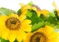 Fiori e piante